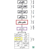 گونه شاهین دودی Sooty Falcon